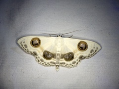 Problepsis superans superans