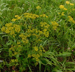 Pastinaca sativa sylvestris