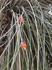 Acanthostachys strobilacea