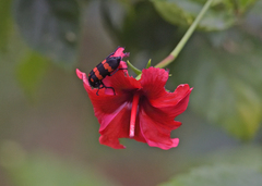 Hycleus biundulatus