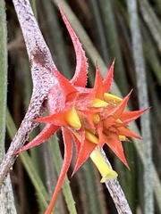 Acanthostachys strobilacea