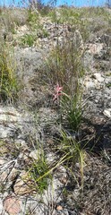 Watsonia