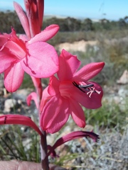Watsonia