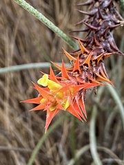 Acanthostachys strobilacea