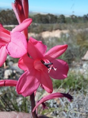 Watsonia