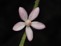 Eriostemon australasius