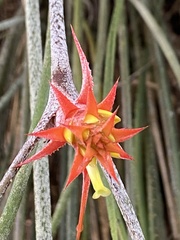 Acanthostachys strobilacea