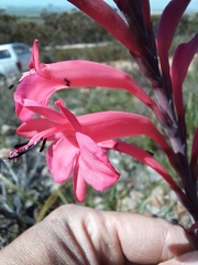 Watsonia