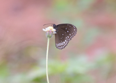 Euploea sylvester