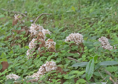 Termitomyces microcarpus