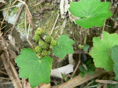 Hydrocotyle nepalensis