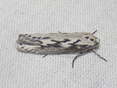 Ethmia semitenebrella