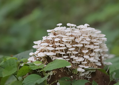 Termitomyces microcarpus