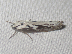 Ethmia semitenebrella