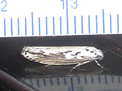 Ethmia semitenebrella