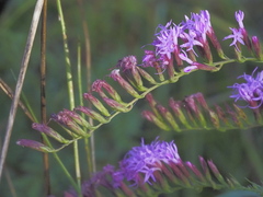 Liatris pauciflora