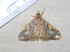 Loxostege albiceralis
