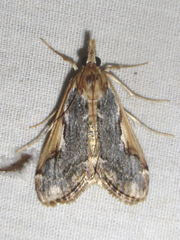 Loxostege albiceralis