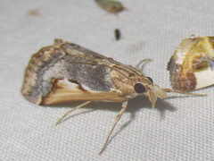 Loxostege albiceralis