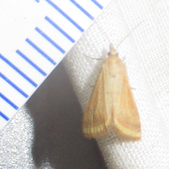 Microtheoris ophionalis