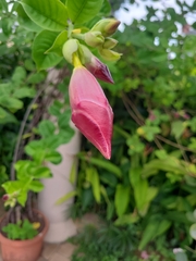 Allamanda blanchetii