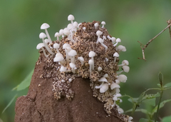Termitomyces microcarpus