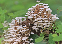 Termitomyces microcarpus