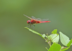 Urothemis signata