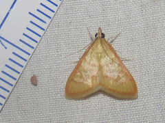 Pyraustinae