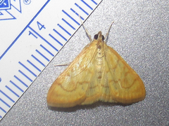 Pyraustinae
