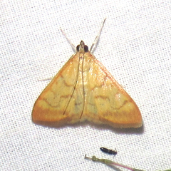 Pyraustinae
