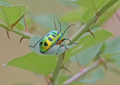 Chrysocoris