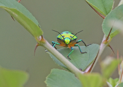 Chrysocoris