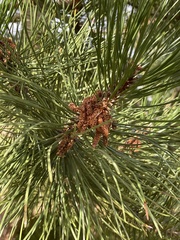 Pinus nigra