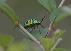 Chrysocoris