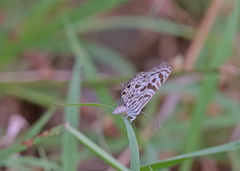Leptotes plinius