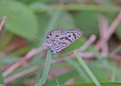 Leptotes plinius