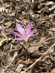 Colchicum lusitanum
