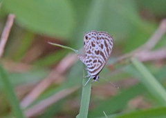 Leptotes plinius
