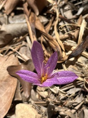 Colchicum lusitanum