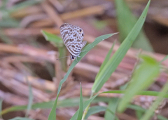 Leptotes plinius