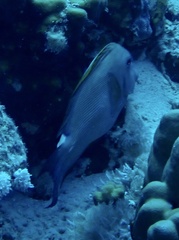 Ctenochaetus striatus