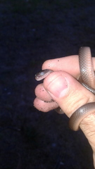 Lycodonomorphus rufulus