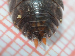 Trachelipus