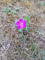Geranium sanguineum