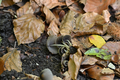 Coprinellus impatiens