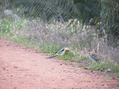 Platycercus elegans flaveolus
