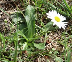 Bellis sylvestris
