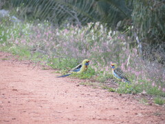 Platycercus elegans flaveolus