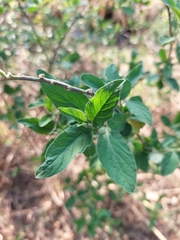 Solanum pseudocapsicum